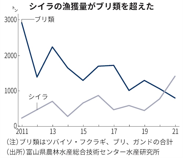 富山湾のブリ 漁獲量が大幅減 南国魚シイラに抜かれる 日本経済新聞 富山湾のブリ 漁獲量が大幅減 南国魚シイラに抜かれる 日本経済新聞