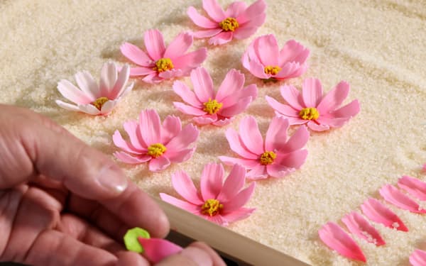 もち米の粉と砂糖を混ぜた生地で花びらを作り、ひとひらずつ合わせコスモスを咲かせる＝玉井良幸撮影