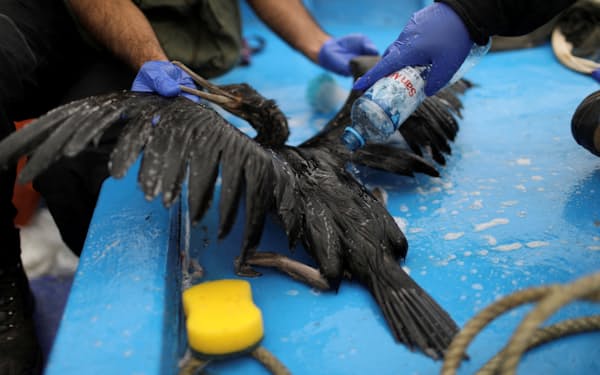 流出原油を洗い流す処置を受ける海鳥。ペルー政府は、同国沿岸で6000バレルの原油が流出したとしている＝ロイター
