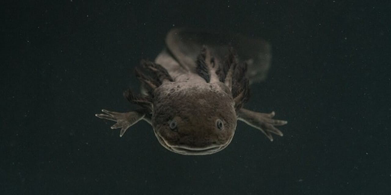 住み家なきメキシコの象徴 ウーパールーパーの危機 Nikkei Style 住み家なきメキシコの象徴 ウーパールーパーの危機 Nikkei Style