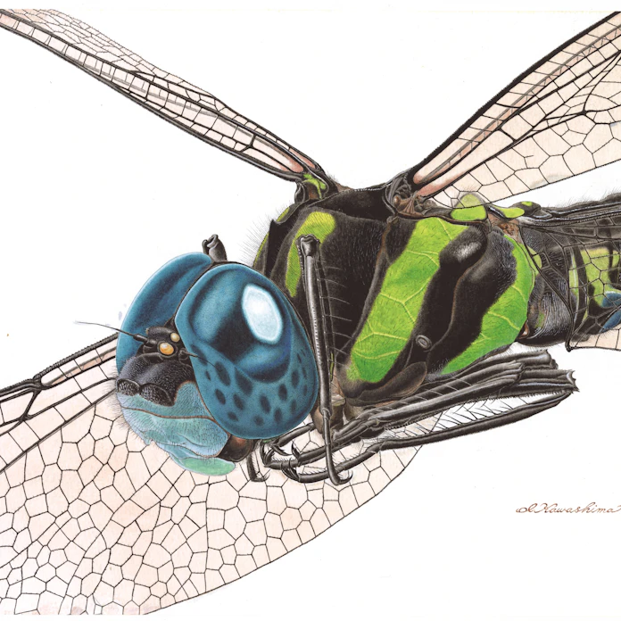 観察の力みなぎる昆虫標本画 日本経済新聞 観察の力みなぎる昆虫標本画 日本経済新聞