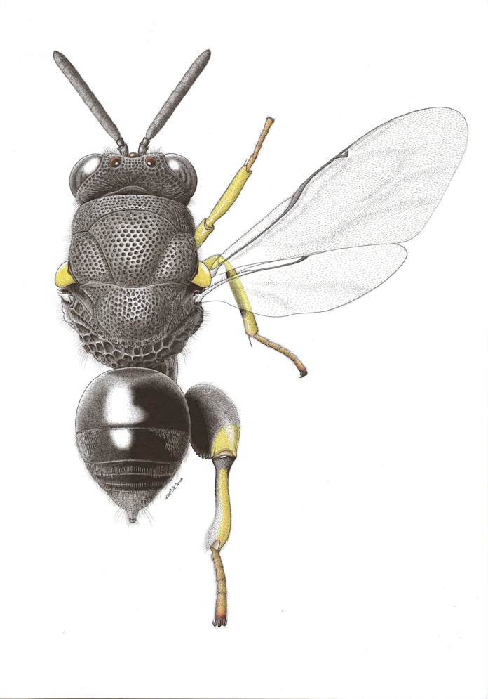 観察の力みなぎる昆虫標本画 日本経済新聞 観察の力みなぎる昆虫標本画 日本経済新聞