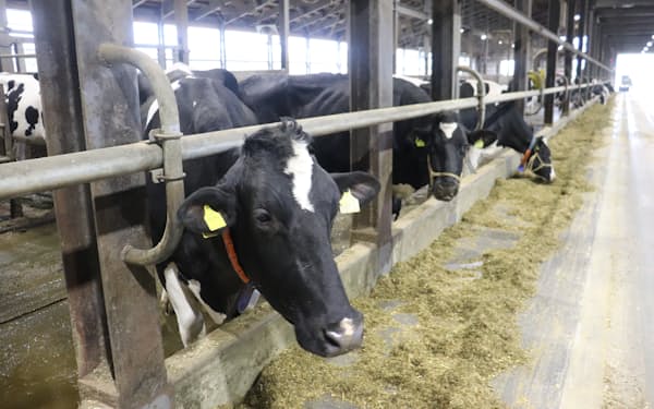 年末年始の「大量廃棄」危機は乗り切ったが…(北海道の酪農業者)