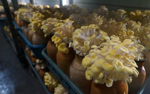 スリービーは、たもぎ茸の人工栽培で国内トップ