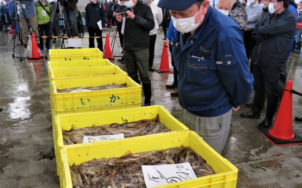 新鮮なスルメイカは北海道函館市の名物だが、不漁が長引いている