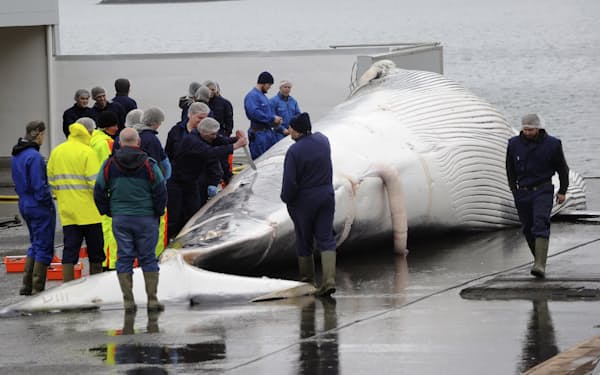 アイスランドは日本やノルウェーと並び、商業捕鯨を行う数少ない国の一つだ（2013年6月、レイキャビク）=ロイター