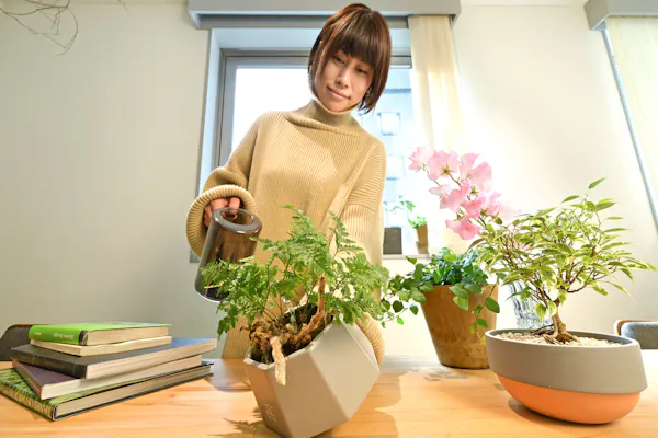 手に収まるミニ盆栽 室内に彩り 季節の変化楽しむ Nikkei Style 手に収まるミニ盆栽 室内に彩り 季節の変化楽しむ Nikkei Style