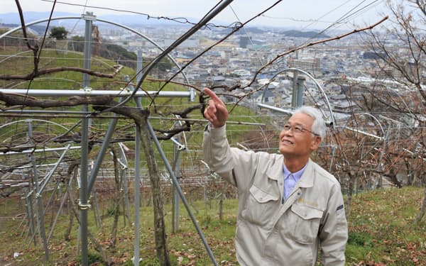 祝祭の酒 日常の酒 6 ゴッホ 赤い葡萄畑 日本経済新聞 祝祭の酒 日常の酒 6 ゴッホ 赤い葡萄畑 日本経済新聞