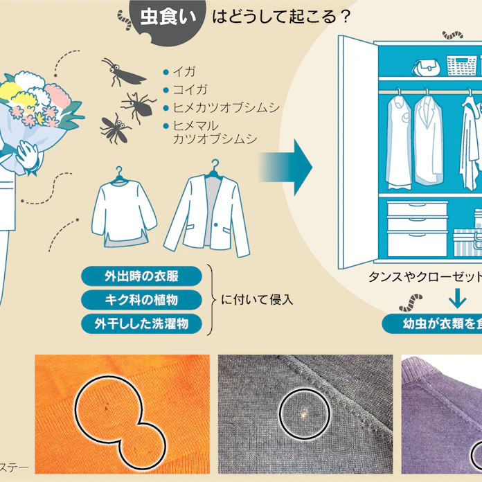 衣類の虫食い防止 暖かくなる前に対策を 日本経済新聞 衣類の虫食い防止 暖かくなる前に対策を 日本経済新聞