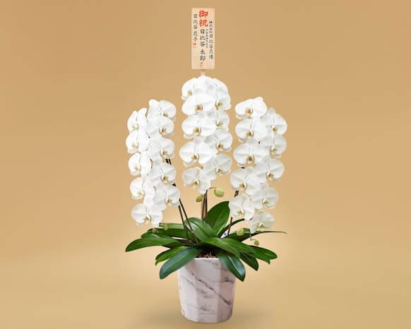 日比谷花壇 紙製の鉢に入ったコチョウラン 日本経済新聞 日比谷花壇 紙製の鉢に入ったコチョウラン 日本経済新聞