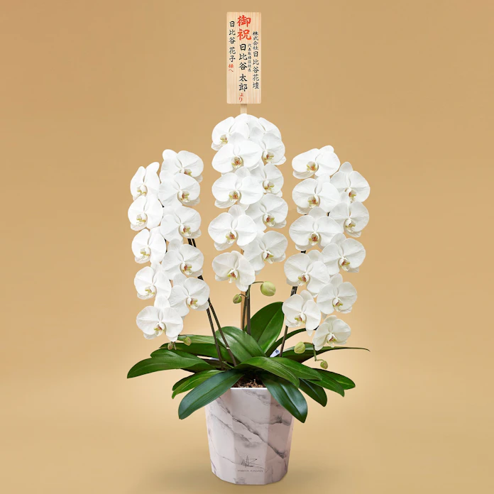 日比谷花壇 紙製の鉢に入ったコチョウラン 日本経済新聞 日比谷花壇 紙製の鉢に入ったコチョウラン 日本経済新聞