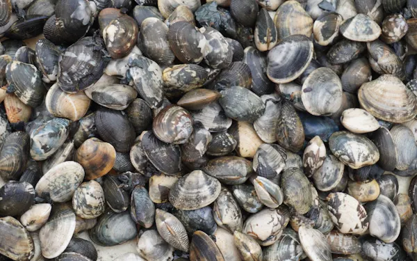 熊本産アサリに外国産混入か 農水省 産地偽装で調査 日本経済新聞 熊本産アサリに外国産混入か 農水省 産地偽装で調査 日本経済新聞