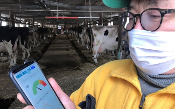 牛が快適なら緑、ストレスが高いと赤で表示する予報アプリ「ちくさん天気」を利用する三浦さん（青森県十和田市）