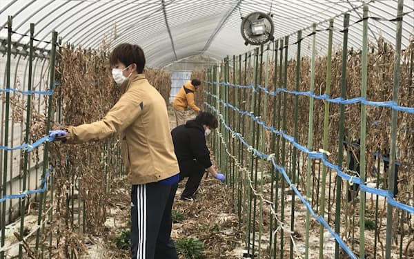 鯉淵学園農業栄養専門学校の５人がトマト収穫後の茎や葉の除去を手伝った（２月20日、茨城町）