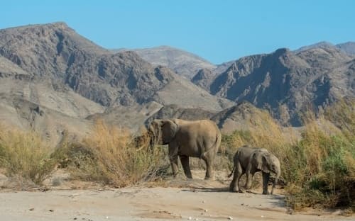 ナミビアの野生のゾウがオークションにかけられ、42頭が外国の入札者に売却されることになった。行き先は公表されていない。すでに22頭が捕獲され、飼育下に置かれている。捕獲後、2頭の子ゾウも誕生した。写真はナミビアで3年前に撮影されたゾウの母子。（PHOTOGRAPH BY WOLFGANG KAEHLER/LIGHTROCKET VIA GETTY IMAGES）