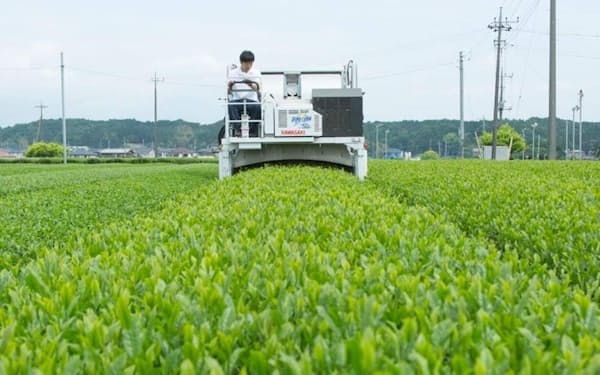 池乃屋園は狭山茶の新商品開発のため、耕作放棄地などで茶葉を栽培する（埼玉県入間市）