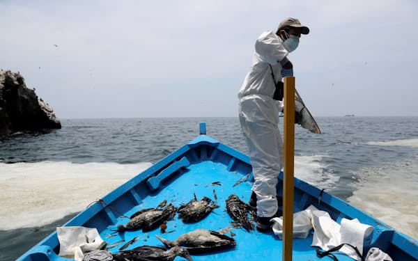 原油流出事故から1カ月近くたっても多くの海鳥の死骸が見つかっている（2月9日、リマ沖）＝ロイター