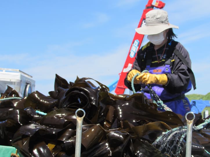 歯舞漁協はロシア側との民間協定に基づく昆布漁をしている