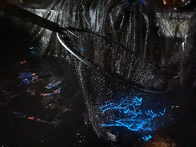 ホタルイカ ちょっと寂しい春 富山湾で初水揚げ 日本経済新聞 ホタルイカ ちょっと寂しい春 富山湾で初水揚げ 日本経済新聞