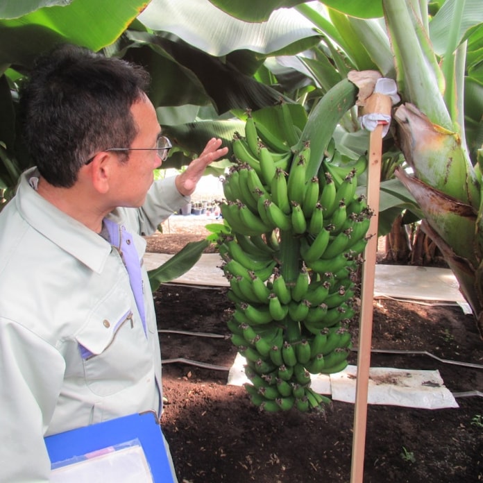 群馬 太田 ゴルフ場でバナナ栽培 希少種で特産化狙う 日本経済新聞 群馬 太田 ゴルフ場でバナナ栽培 希少種で特産化狙う 日本経済新聞