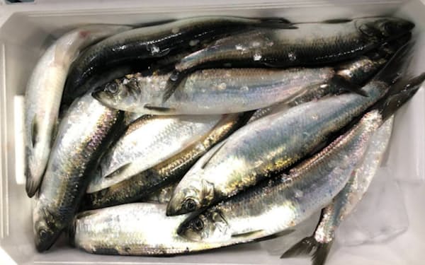 北海道のニシン漁 は最盛期を迎えつつある（札幌市中央卸売市場）