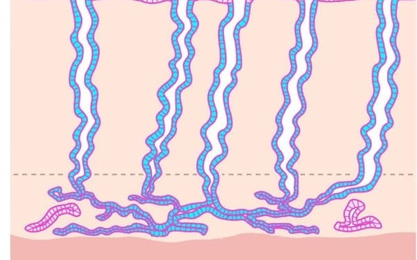 子宮内膜にある地下茎構造が、管状の組織とつながっている（模式図）＝佐々木研・中岡部長提供
