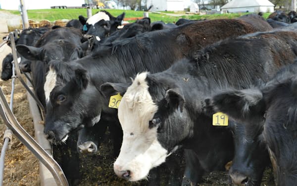 穀物価格の上昇は畜産農家の負担になる（肉用牛・米アイオワ州）