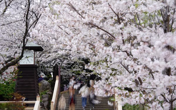 飛鳥山は江戸時  代からの桜の名所。春風に揺れる桜を見ながら新型コロナウイルス感染予防のマスクをした花見客が通り過ぎる