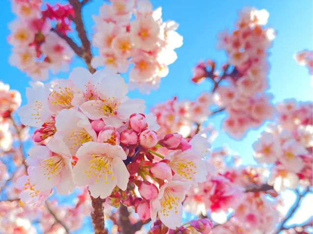 スマホで桜をきれいに撮る はかなげなピンク 露出を上げて Nikkei Style Goo ニュース スマホで桜をきれいに撮る はかなげなピンク 露出を上げて Nikkei Style Goo ニュース