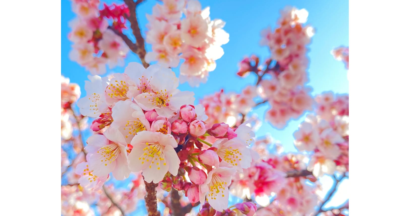 はかげな桜の花 スマホで上手に撮影 露出を上げよう Nikkei Style はかげな桜の花 スマホで上手に撮影 露出を上げよう Nikkei Style
