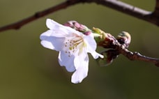気温が急変、桜の開花予想に幅