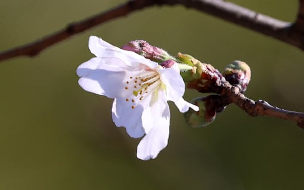 昨年の桜の開花は東京で3月14日と早かった(東京都千代田区の靖国神社)