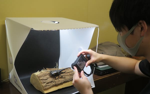 自社のＥＣサイト向けにヘラクレスオオカブトの成虫を撮影する（秋田県大館市）