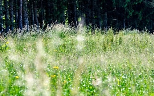 大量の花粉が舞うドイツ、バイエルン州の草原。花粉を生成する植物の多くは、気候変動がもたらす温暖な気候で繁栄すると予想されている。（PHOTOGRAPH BY ARMIN WEIGEL, PICTURE ALLIANCE, GETTY IMAGES）