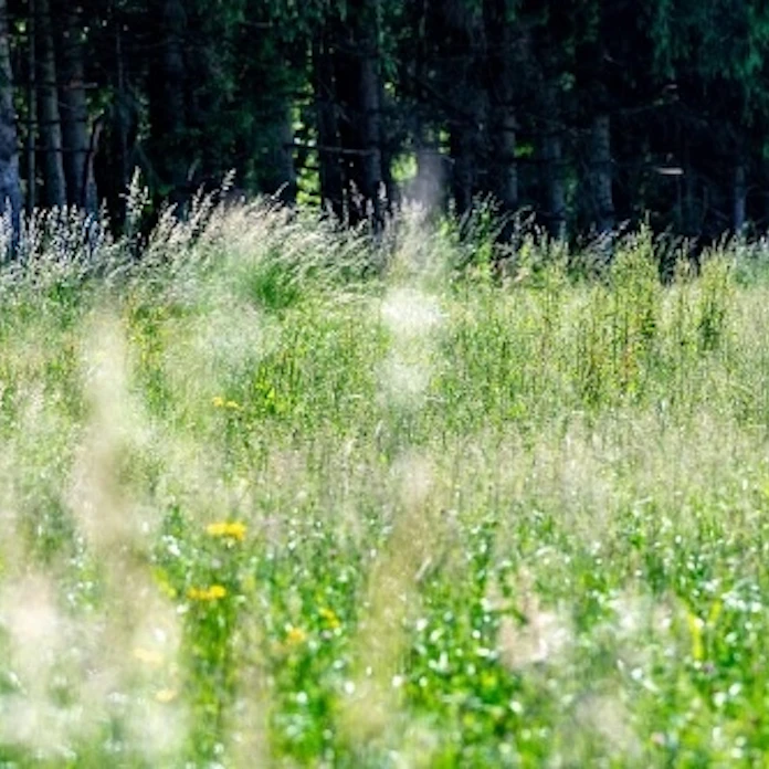 花粉症は温暖化でより過酷に 米研究 21世紀末に4割増 日本経済新聞 花粉症は温暖化でより過酷に 米研究 21世紀末に4割増 日本経済新聞