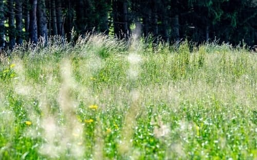大量の花粉が舞うドイツ、バイエルン州の草原。花粉を生成する植物の多くは、気候変動がもたらす温暖な気候で繁栄すると予想されている。(PHOTOGRAPH BY ARMIN WEIGEL, PICTURE ALLIANCE, GETTY IMAGES)