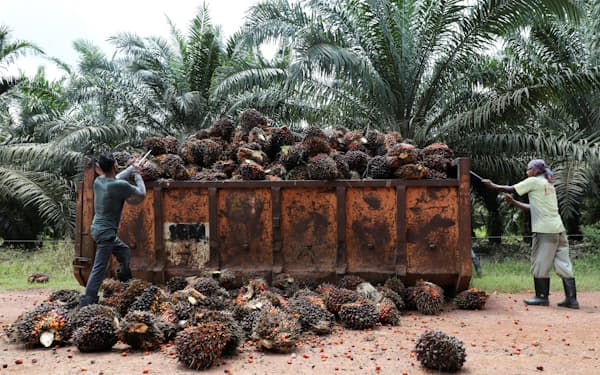 パーム油はエネルギーや化粧品、日用品など幅広い業種に関係する（マレーシアの油ヤシ農園）=ロイター
