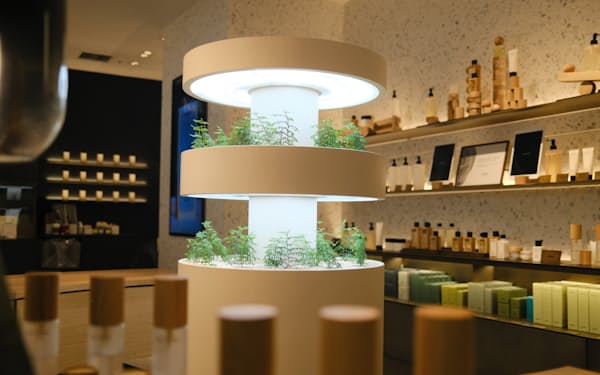 資生堂のブランド「BAUM」の店頭では、ナラやヒノキの苗木を育てる(東京・千代田区の店舗)