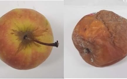 粘土膜で覆ったリンゴ（左）は腐敗が見られなかったが、無処理のリンゴ（右）は果肉の崩れが見られた=物材機構・江口主任研究員提供