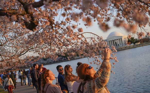 有名な桜並木が開花した（米ワシントン、21日）＝ＡＰ