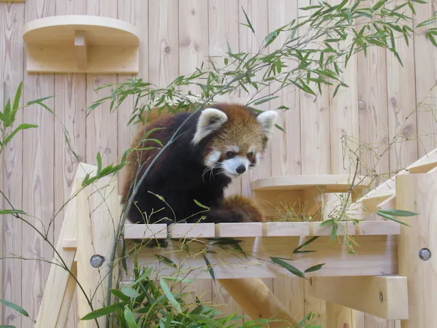 群馬 桐生が岡動物園 レッサーパンダを一般公開 日本経済新聞 群馬 桐生が岡動物園 レッサーパンダを一般公開 日本経済新聞