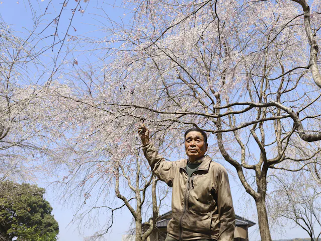 福島の桜が熊本で見ごろ 益城町 地震で被害も回復 日本経済新聞 福島の桜が熊本で見ごろ 益城町 地震で被害も回復 日本経済新聞
