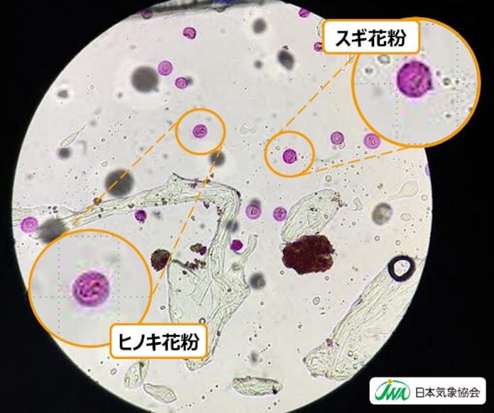新型コロナ 花粉飛散量ピーク コロナに似た症状も 日本経済新聞 新型コロナ 花粉飛散量ピーク コロナに似た症状も 日本経済新聞