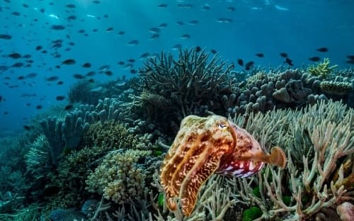オーストラリアのグレート・バリア・リーフの一部を成すオパール礁。2016年と17年に海水温が急上昇し、大打撃を受けた。デビッド・デュビレは気候変動の影響を記録するため、ジェニファー・ヘイズとともに、かつて撮影したなかでも特に美しかったサンゴ礁を再訪した。（PHOTOGRAPH BY DAVID DOUBILET AND JENNIFER HAYES）