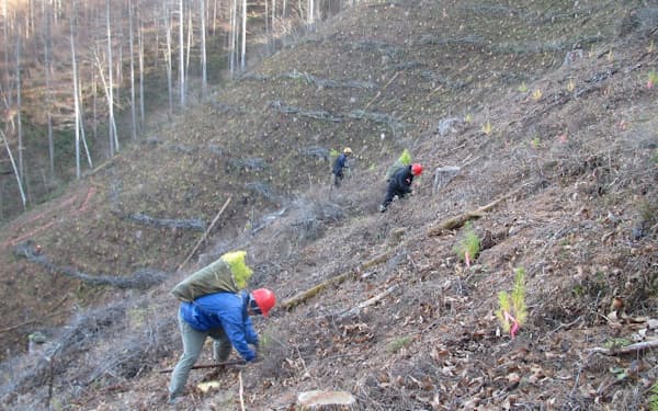 南佐久中部森林組合が「地ごしらえ」「植栽」といった作業を代行する（長野県小海町）