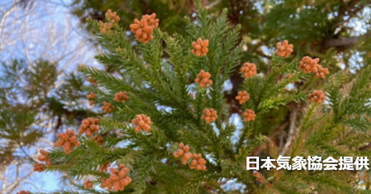 新型コロナ 花粉飛散量ピーク コロナに似た症状も 日本経済新聞 新型コロナ 花粉飛散量ピーク コロナに似た症状も 日本経済新聞