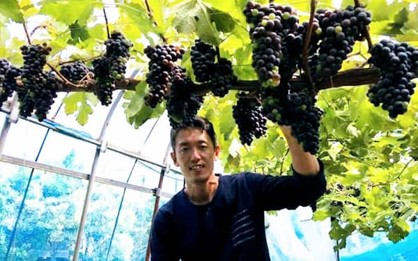 藤田佳三さんは「北九州市北部の土壌に合うブド ウの品種の研究を続けたい」と話す（同市若松区）