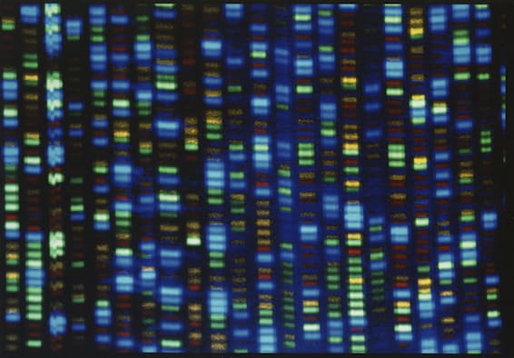 ヒトゲノムの配列、「完全に解読」 各国研究者 - 日本経済新聞