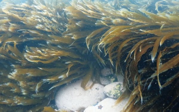 海藻によるＣＯ２吸収分をクレジットとして販売できる