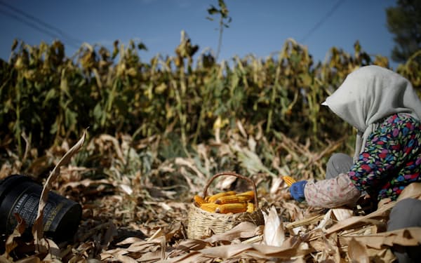 コロナ禍は中国での農作物の収穫に影響を与えている＝ロイター